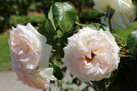 Rose nature romantic