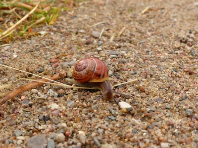 Snail nature reptile