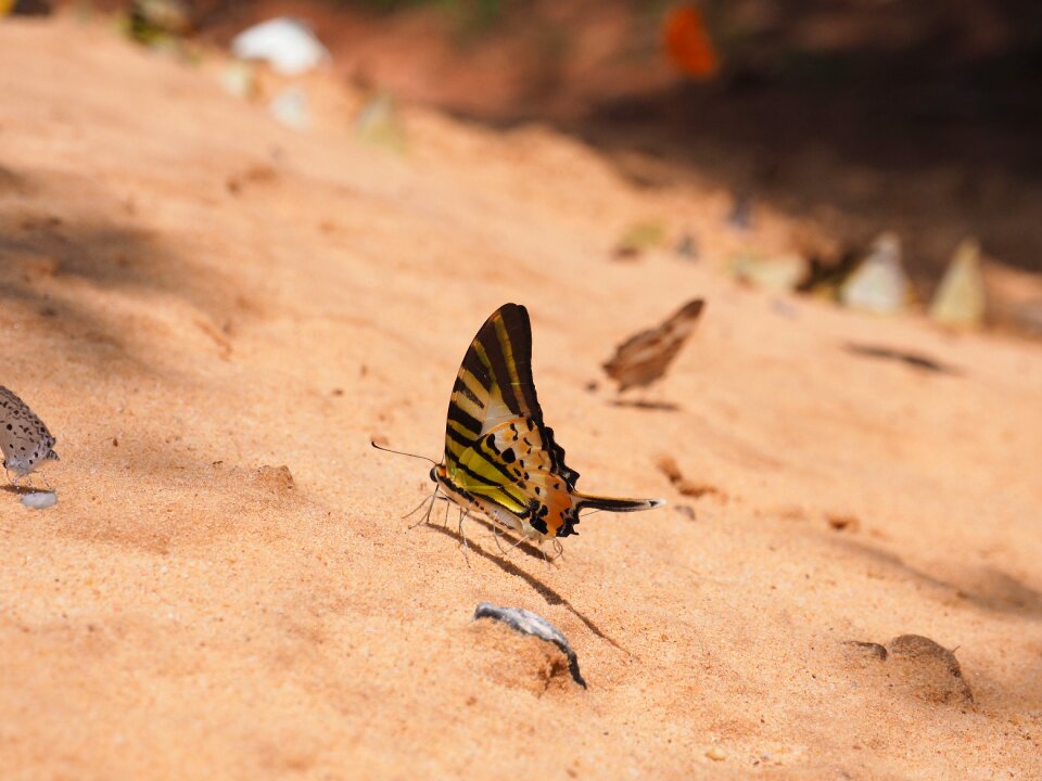 Ground colorful wings