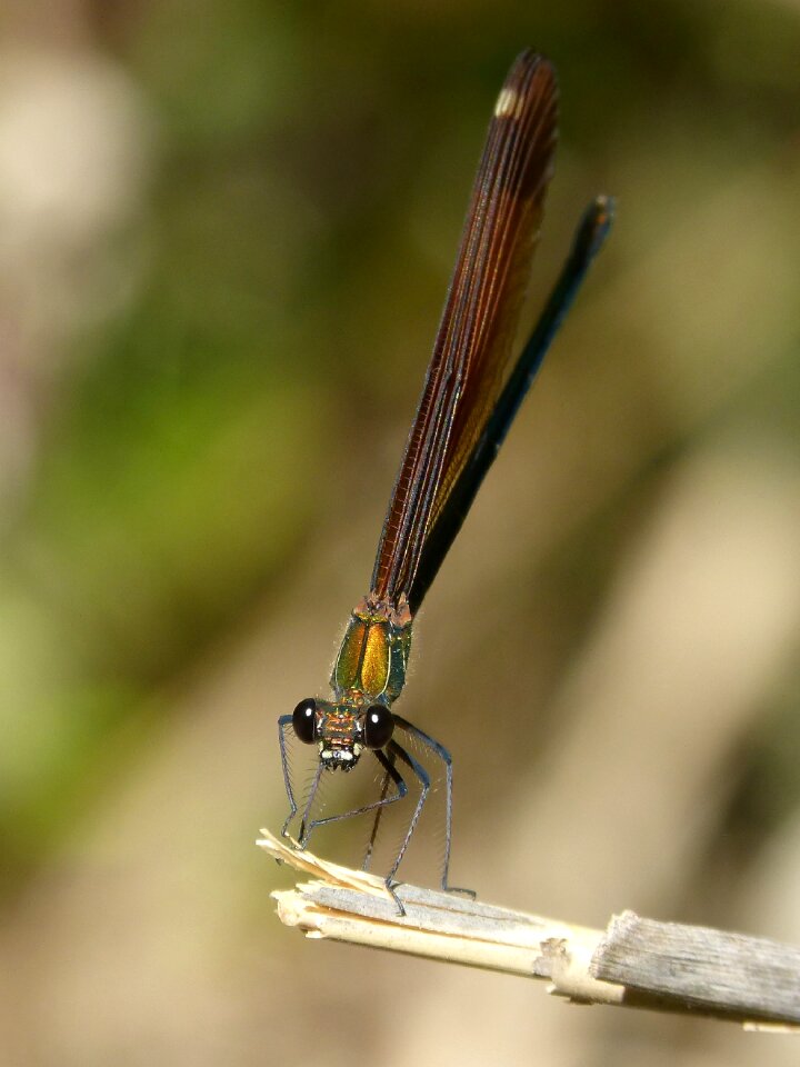 Calopteryx haemorrhoidalis beauty iridescent