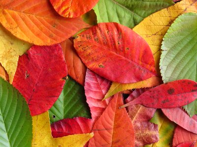 Autumn fall colorful photo