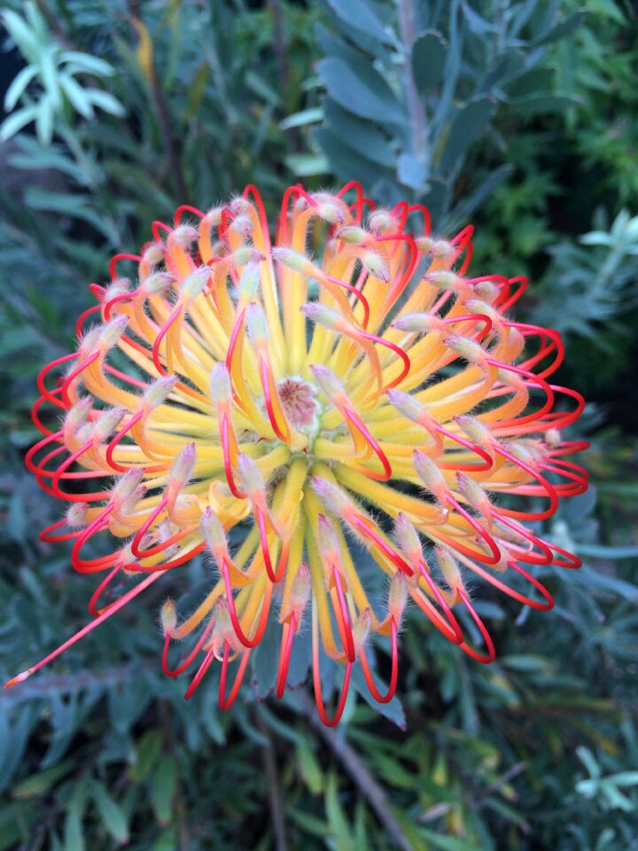 Bloom botanical native