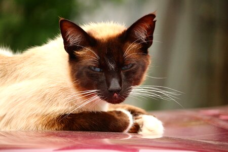 Siamese breed cat kitten photo
