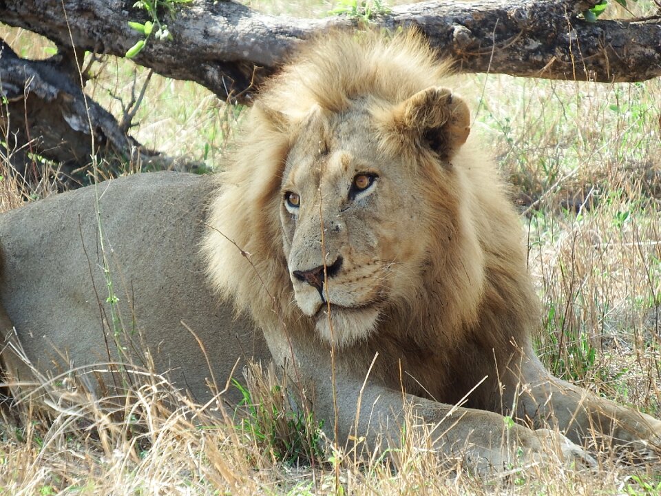 Animal feline predator