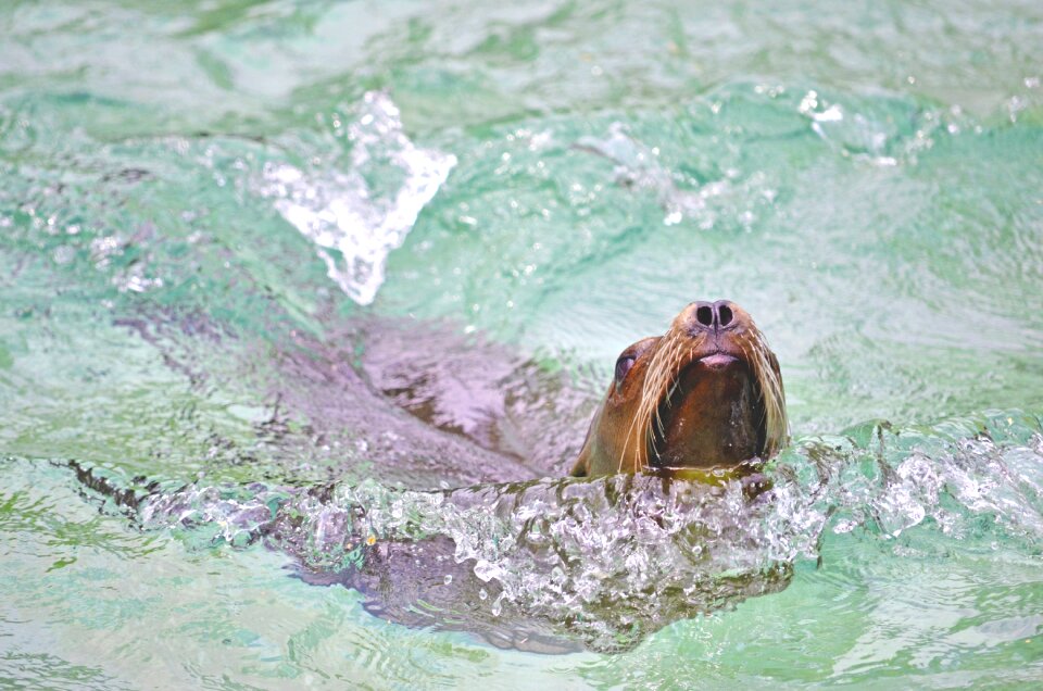 Play fish eater wet