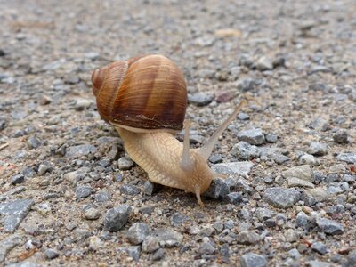 Snail mollusk reptile