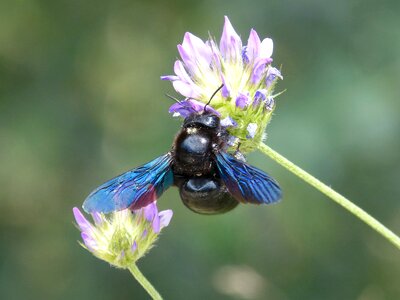 Insect iridescent wild flower