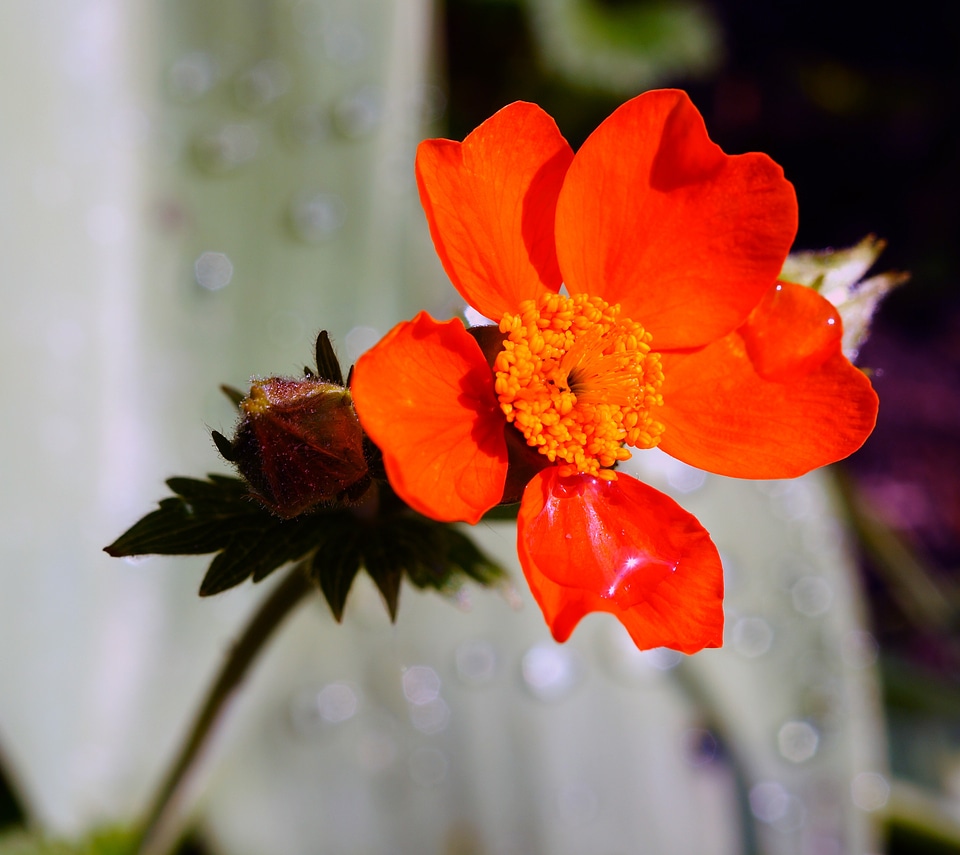 Garden flowers feral strawberry