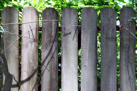 Wire summer woods