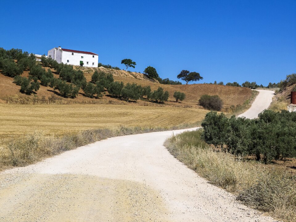 Olive trees trail landscape