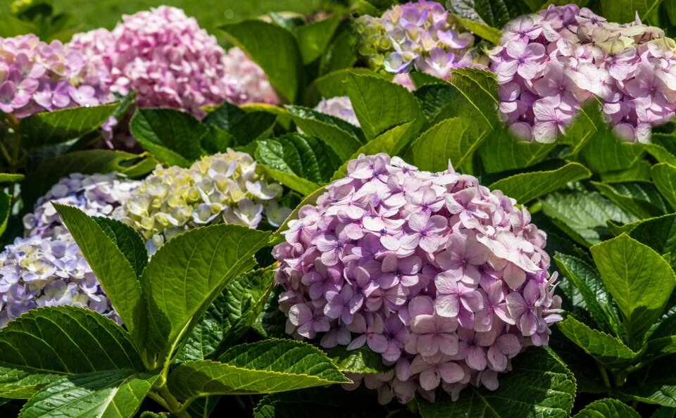 Purple pink green
