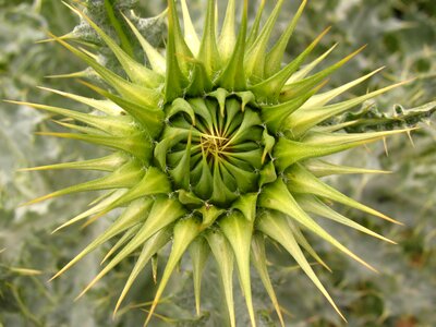 Tapera nature the background