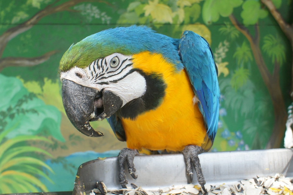 Parrot ara safari park gelendzhik