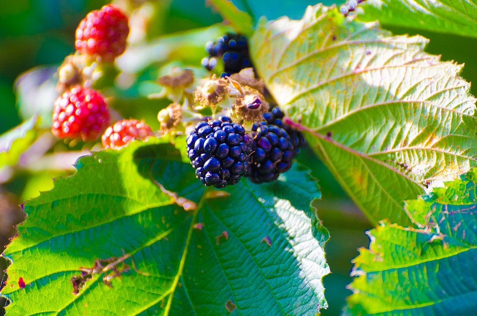 Berry fruit fruit thorn bush