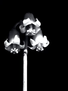 Flora design romantic