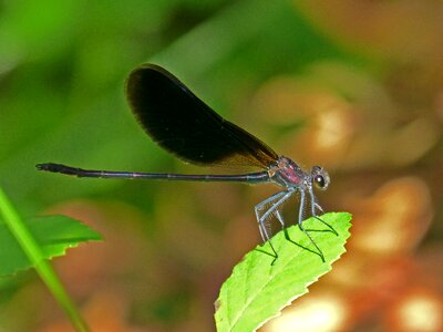 Calopteryx haemorrhoidalis beauty iridescent