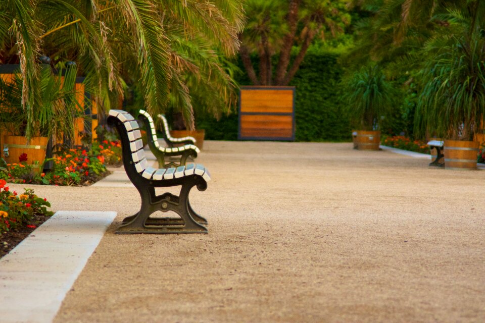 Plant rest palm trees