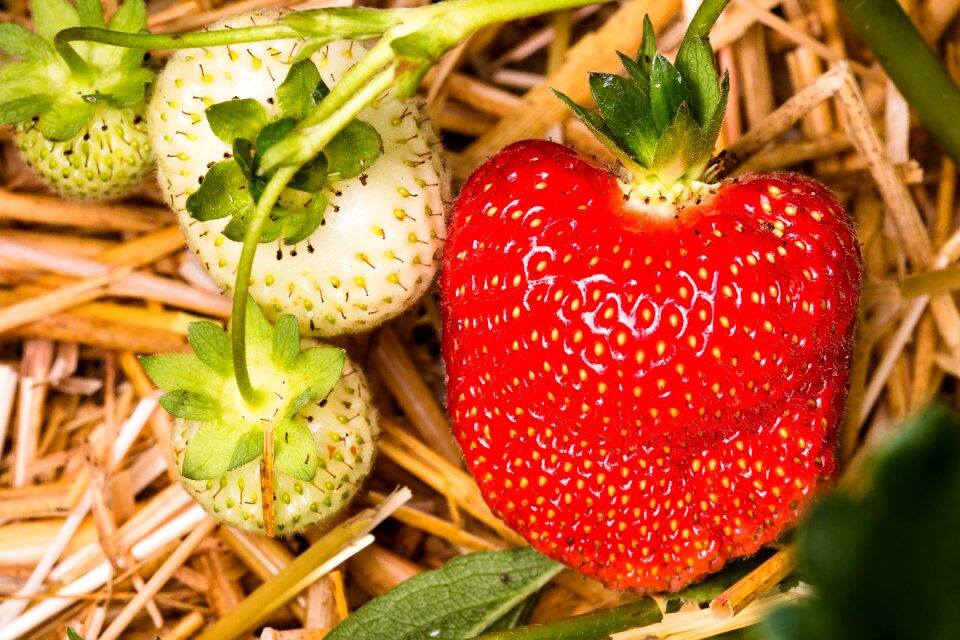Fruits sweet food