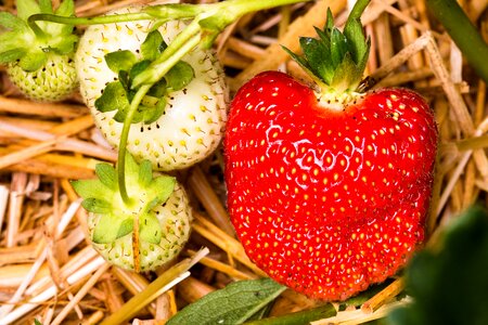 Fruits sweet food photo