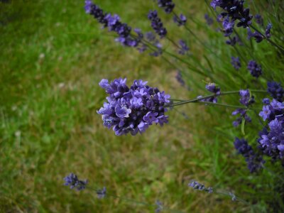 Bloom purple flowering plant photo