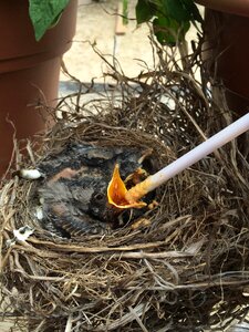 Wildlife wild bird nest photo
