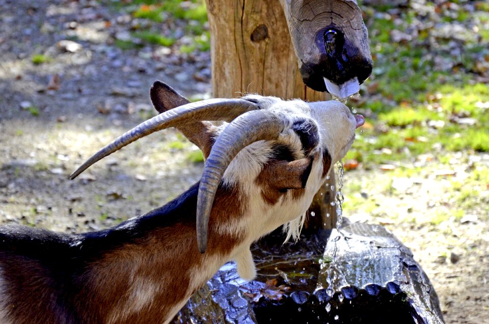 Horns billy goat domestic goat