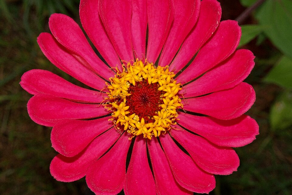 Bloom garden blossom