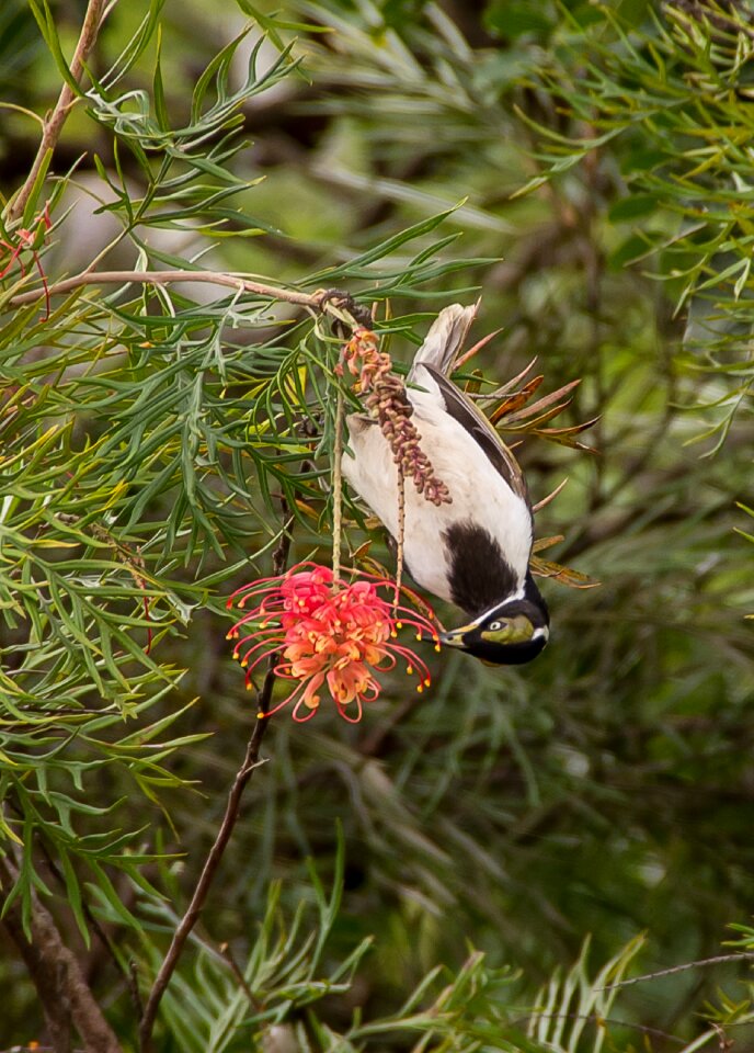Feeding upside down hanging