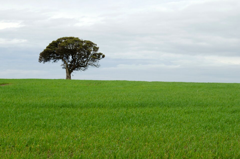 Green what field landscape