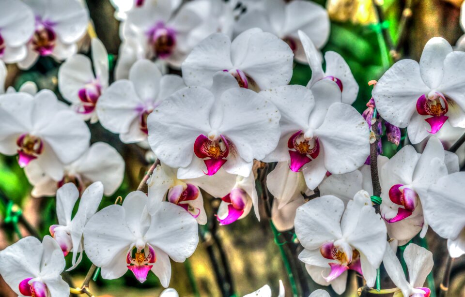 Flowers garden nature