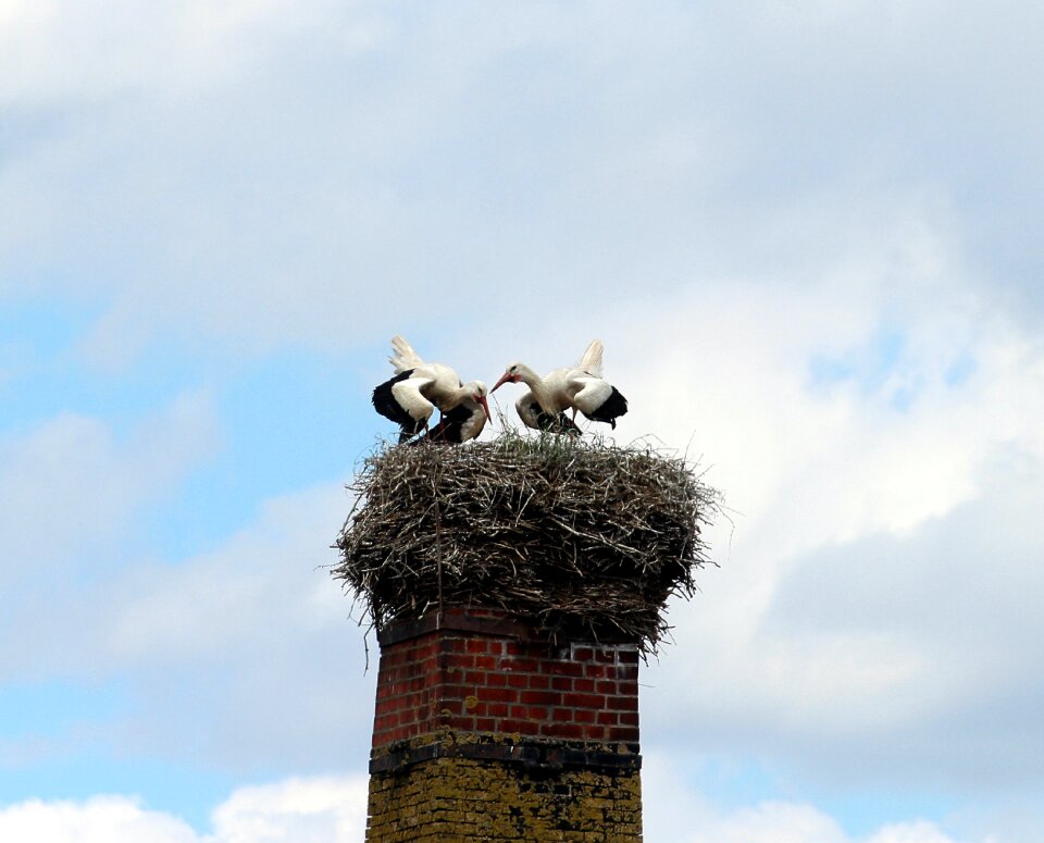 Storks mountain husen stork village