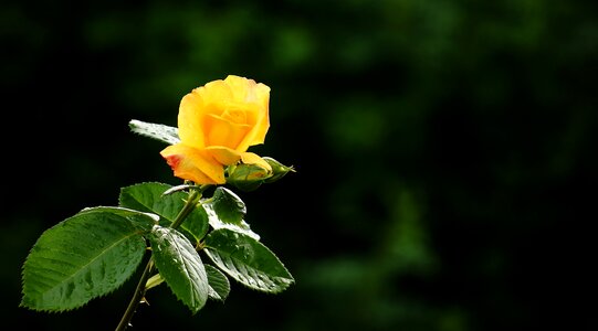 Natural dew banner