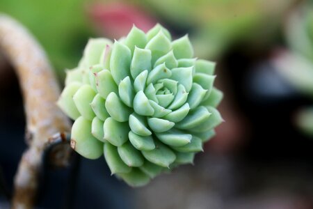 Succulent plant cactus houseleek photo