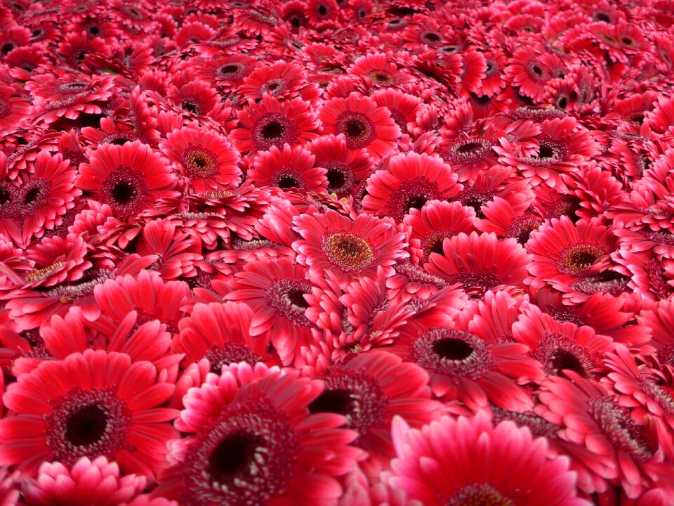 Flowers blütenmeer red