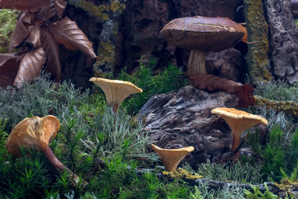 Mushrooms moss leaves