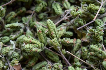Plant dried background