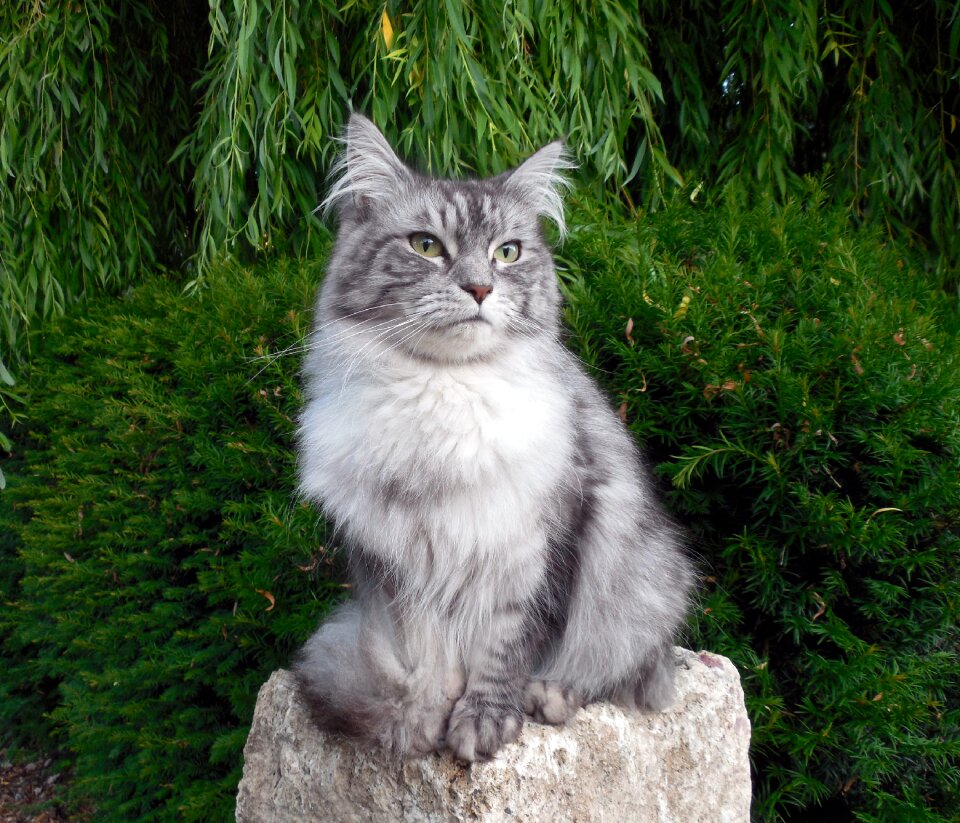 Pet domestic cat cute