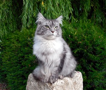 Pet domestic cat cute