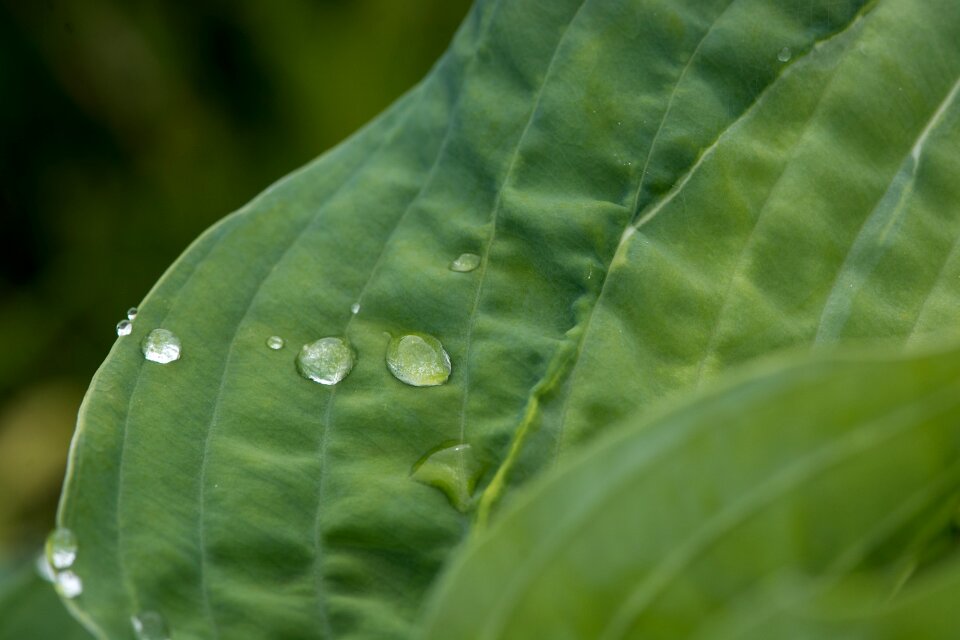 Leaf structure drop of water raindrop