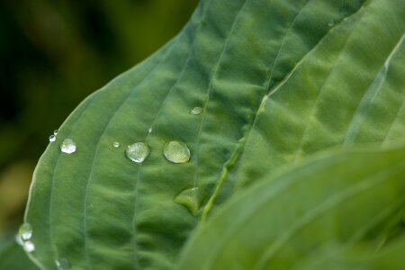 Leaf structure drop of water raindrop photo