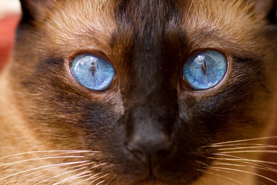 Animal domestic pet