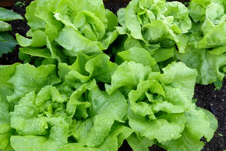 Green bed bed of salad photo