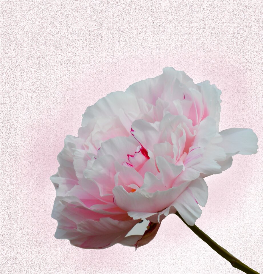 Bloom paeonia pink flower