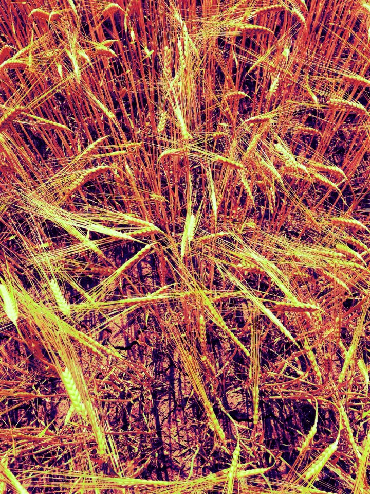 Agriculture summer harvest