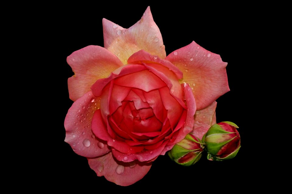 Rose bloom raindrop isolated