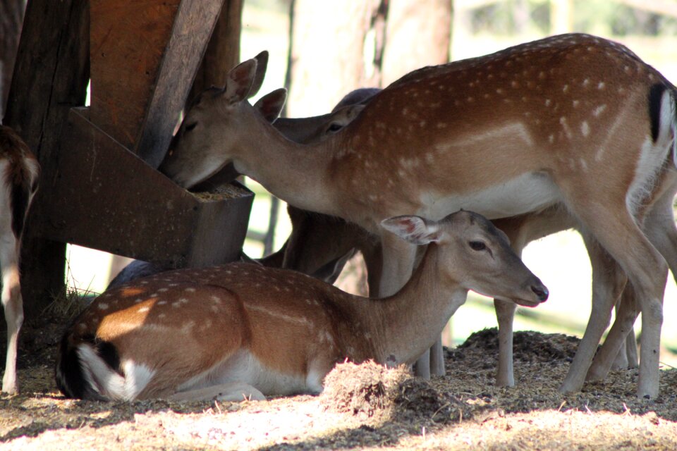 Wild animal zoo sarna