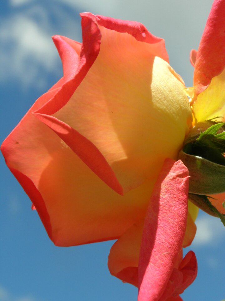 Sky petals color flowers nature