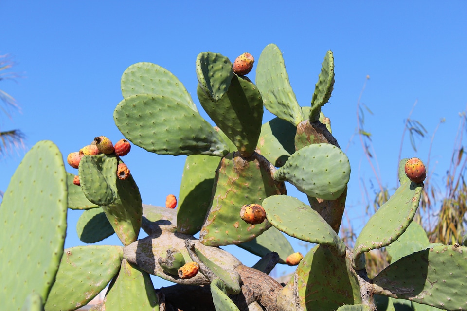 Prickly pear sting spain