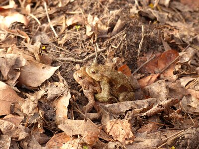 Toad migration spring toad