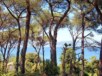 Hiking pine shore